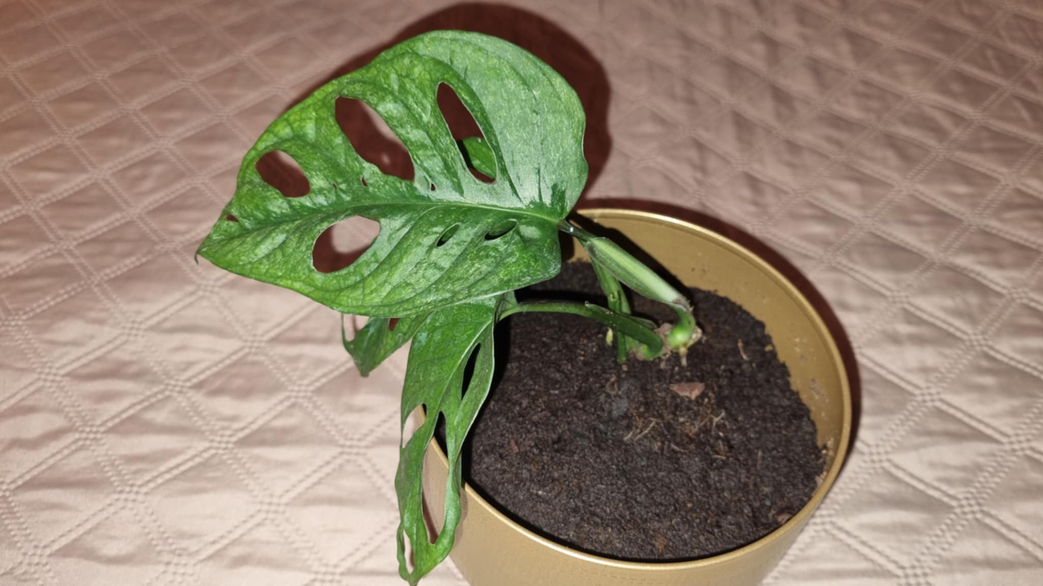 Monstera Adansonii Mint Image 2